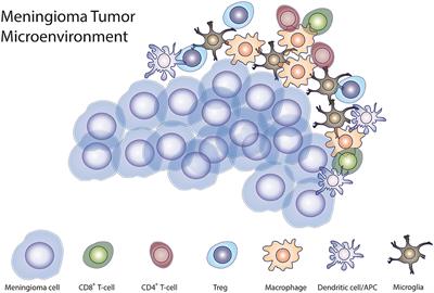 Basis for Immunotherapy for Treatment of Meningiomas